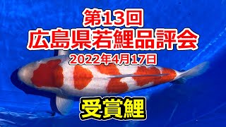 【受賞鯉】第13回広島県若鯉品評会　2022年4月17日