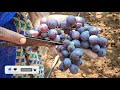 how to harvest grapes harvesting grapes in garden information on harvest திராட்சை பழ அறுவடை