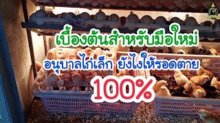 #แนะนำ วิธีการย้ายลูกไก่จากตู้ฟักลงตู้อนุบาล