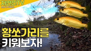 천연기념물 황쏘가리를 키워보자! 연못 수중촬영! -자연인TV-