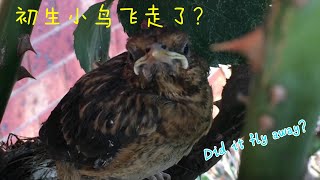 【黑鸟来了1】初生小鸟飞走了？（Did newborn bird fly away?)