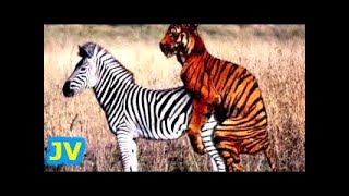 Nature & Wildlife Compilation ►► Gorilla Lion Crocodile Elephant Tiger Zebra Baboon Bear Boar Jaguar