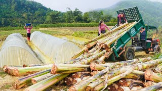 Use Truck To Transport Many Bananas For Thanh Hien Farm - Sow Seeds To Prepare For The New RICE Crop