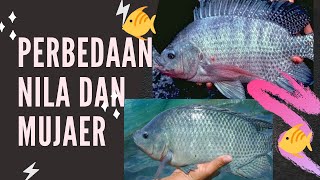 ANGLER WAJIB TAHU !!! Perbedaan Ikan Mujair dan Ikan Nila