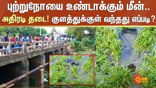 Cancer Causing Fish : புற்றுநோய் பாதிப்பை ஏற்படுத்தும் மீன்..அதிரடி தடை! | Sun News