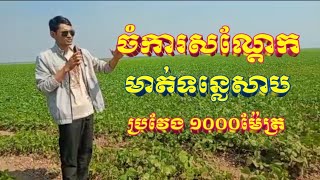 ចំការសណ្ដែក មាត់ទន្លេ #ទន្លេសាប #sanskritsloka #ancienttemple #funny #angkorwat #art #travel