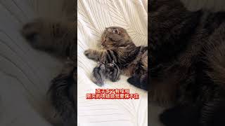 回趟家可不能空手走！ 萌宠 猫咪 猫宝宝 仓鼠