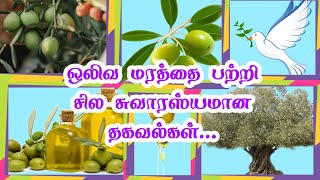 ஒலிவ மரத்தை பற்றிய சுவாரசிய தகவல்கள் interesting facts of Olive tree's @Pastor_SANTHOSH