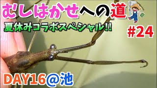 #24【昆虫探検1600】初コラボ！水生昆虫でガサガサ探せ！(むしはかせへの道DAY16)