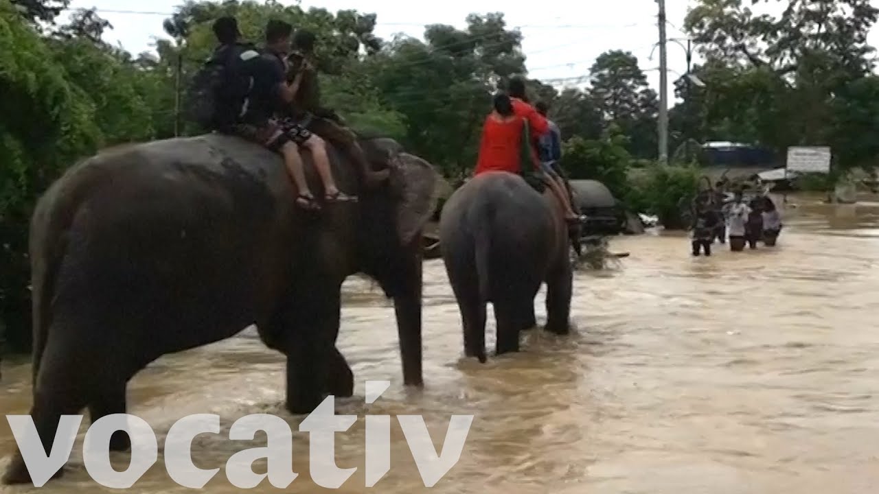 Rescue Elephants Carry Hundreds To Safety In Nepal Flood - YouTube