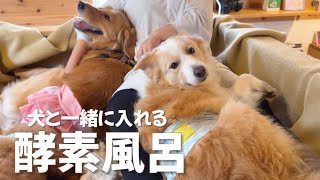 初めて酵素風呂に入った犬の反応が予想外すぎて、どうしたらいいの...？【ボーダーコリー•ゴールデンレトリバー】