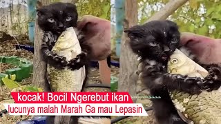 Make Laugh / cat action Seize the fishing fish until you can Curhat Lucu / compilation of Funny cats