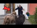 What these Newfoundland puppies do every time their grandmother arrives is wonderful!