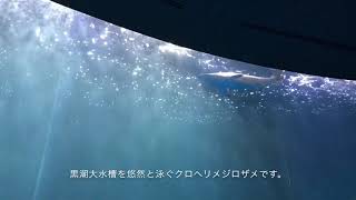 黒潮大水槽のクロヘリメジロザメとアカシュモクザメ マイワシの群れの中を泳ぐ！ @名古屋港水族館　Carcharhinus brachyurus \u0026 Sphyrna lewin