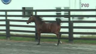 HIP #719 TECHNICAL BLUECHIP - PADDOCK