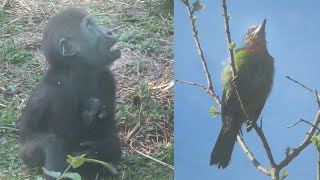 金剛寶寶Jabali好奇五色鳥-Baby gorilla Jabali is curios the mullers barbet