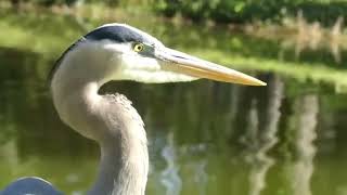 Aggressive Birds | Birds attack | Birds attack other animals \u0026 birds | birds attack | पक्षी आक्रमण