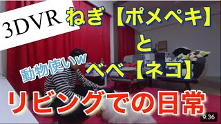 【3DVR】ポメペキ　ねぎちゃん　ネコ　べべ君