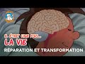 Il était une fois… la Vie 🌱- Réparation et transformation 🧮