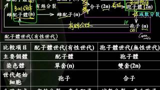 基礎生物2 3 03植物生活史 孢子體與配子體世代一博