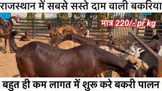 ₹10,000/-@How to start goat/farming |(@India's largest goat farming)@yash goat farm