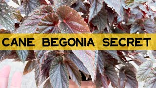 Cane Begonia Secret