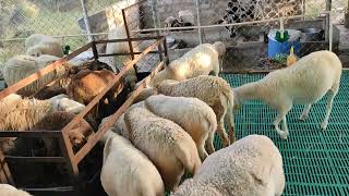 Sheep farm, Nari Suvarna breed, 2-3kids breed, intensive sheep farm