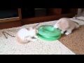 Filhotes de gato persa brincando com cat ball - Gatil Hauser