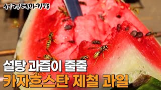 대자연의 카자흐스탄에서 만난 새빨간 수박│카자흐스탄 제철 과일│세계테마기행│#세테깅