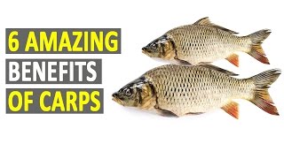 6 Amazing Benefits Of Carp - Health Sutra - Best Health Tips