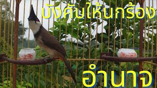 นกร้องเพลง birds - นกร้องยามเช้าเหมาะอย่างยิ่งสำหรับการกระตุ้นให้นกตัวอื่น ๆ ร้องเพลงด้วยกัน