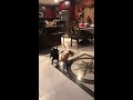 chihuahua unwilling to share toy dodges his dog buddy 1022534