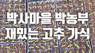 [박사마을박농부]고추농사안망하는법-재미있는 고추가식