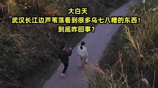 大白天，武汉长江边芦苇荡看到很多乌七八糟的东西！到底咋回事？