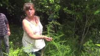 Balade Botanique guidée par Laurence - Cueillette de Plantes Comestibles et Médicinales