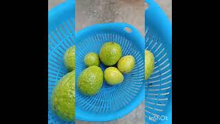 #Guava tree#మా జామ చెట్టుకు చూడండి ఎన్ని జామకాయలు ఉన్నాయో🍏//జామ చెట్టు మీద చిక్కుడు కాయ చెట్టు🤩