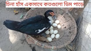 চিনা হাঁস বছরে কয়টি ডিম দেয় || চিনা হাঁসের বাচ্চা পালন || চিনা হাঁস পালন || চিনা হাঁস || Duck