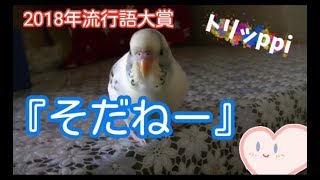 2018年流行語大賞【そだねー】【半端ないって!】【ひょっこりはん】セキセイインコ☆トリッppiが《ものまね》♪Budgerigar  Parakeet