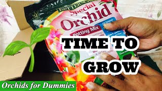 Orchid Supplies needed for Summer 2019