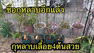 ซื้อกุหลาบเลื้อยอีกแล้ว ร้านขายกิ่งพันธุ์กุหลาบต้นไม้ดอกไม้ที่ญี่ปุ่น2021/12/24