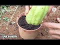 ปลูกฟักแม้วไว้กินเอง ปลูกง่าย โตไว how to grow squash