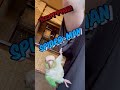 ［ウロコインコ　コザクラインコ］袖口シリーズ〜しつこいチョボダーマン 〜 greencheekconure parakeet lovebirds