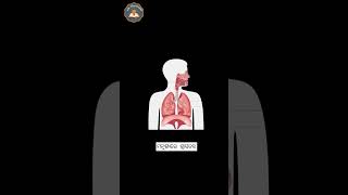 ମନୁଷ୍ୟ ର ଶ୍ୱାସତନ୍ତ୍ର | human respiratory system #lifescience #shorts  #youtubeshots