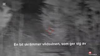 Vildsvinsjakt nattetid i regn och kyla - Wildboar hunt