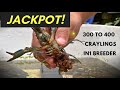 JACKPOT! 300 to 400 craylings in 1 breeder crayfish