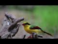 indochinese green magpie