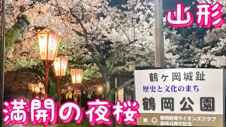 一人ぼっち。満開な夜桜花見。2021年4月【鶴岡公園】Cherry blossoms