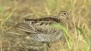 オオジシギA130806千葉県