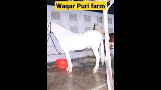 Waqar puri horse farm faislabad || Pure desi horses #shorts #horsevideos #horses #horselovers