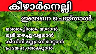 കീഴാര്നെല്ലി | നിരവധി രോഗങ്ങൾക്ക് ഉള്ള ഒറ്റമൂലി| benefits of keezharnelli | Phyllanthus niruri uses